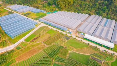 “没有中间商赚差价！”梅江区太平村村民“靠棚致富”有门路