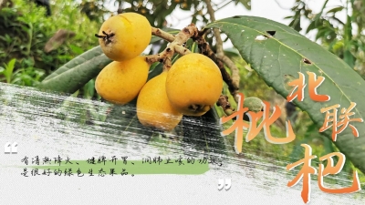 这口枇杷很上头！掌上君亲自“带货”，一起尝尝水润多汁的“北联枇杷”...