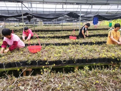 初夏五月，石斛花开！兴宁脱贫“密码”就此解锁...