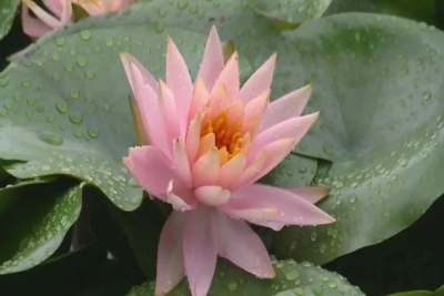 赏荷正当时！初夏，平远梅畲“荷”你相约