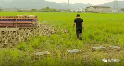 鸭子穿梭田里吃虫踩草...它们是蕉岭这片稻田里的“管理员”！