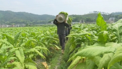 烟农喜奔“钱途”！平远“黄金叶”陆续进入采摘烘烤