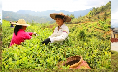 老茶匠何火球：传授制茶手艺  带动群众致富