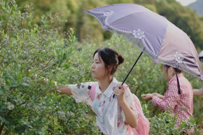 且把蓝莓清香嗅！这就来去丰顺这里恰爆浆蓝莓~