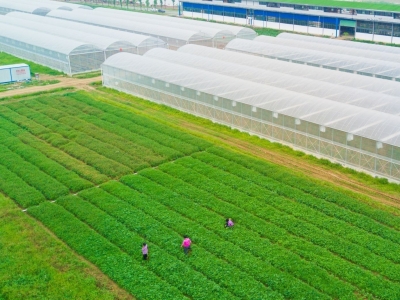 从“菜贩子”到成立产销供一体公司，这位创业“达人”携乡亲拎着菜篮子走上小康路！