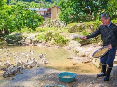 定制“摘帽”套餐！大埔这个村用绩效激励“解锁”扶贫新模式