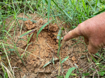 梅县区这个村一田里每隔几米便有一个红火蚁巢穴，村民心惊惊…
