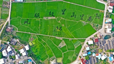 风眠故里·画里西阳！以田为“纸”，稻为“墨”，绘就着乡村发展美好愿景~