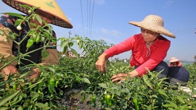 辣椒丰收，椒农采摘忙！