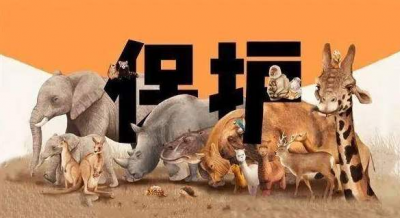 @梅城人  欢迎举报涉野生动物违法犯罪