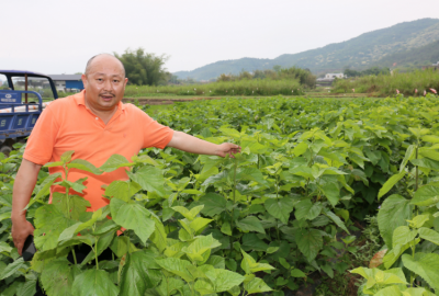 平远东石镇明洋村桑田如碧海~记者带你瞧瞧蛋白桑