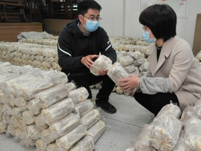 好“钱”途！脱贫村种植灵芝巩固脱贫成果