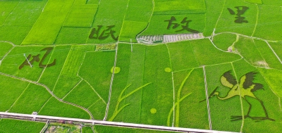 梅州V视丨以田为“纸”，稻为“墨”！风眠故里·画里西阳~