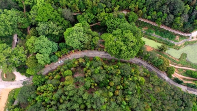 快来欣赏这枚绿宝石~ 蕉岭绿色氧吧青檀古树园，等你打卡！
