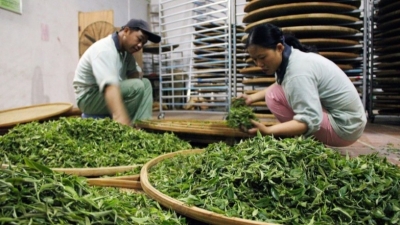 从挑担走路→骑摩托车→开着汽车上山采茶！丰顺马图村靠一片茶叶带富一方百姓