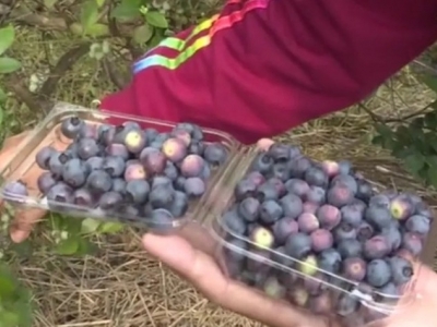 约吗？丰顺潘田新南村蓝莓园开摘啦