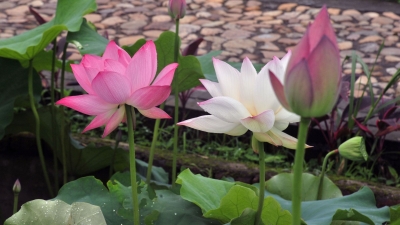 今日立夏丨这些和夏天有关的事，你要了解一下