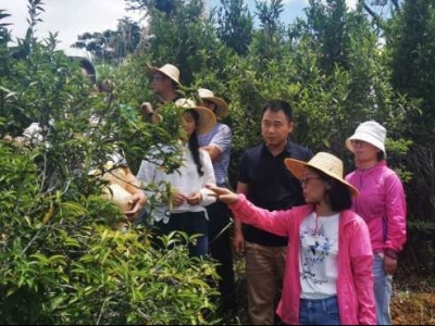 今天，省专家到兴宁指导茶叶生产工作！