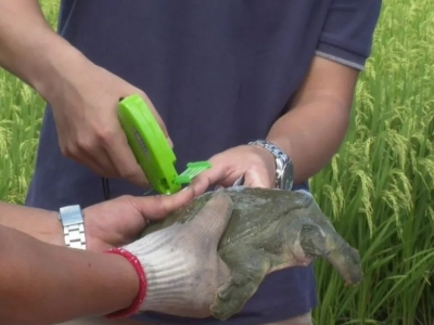 稻香鱼又肥！平远生态“共生”综合养殖技术富农家~