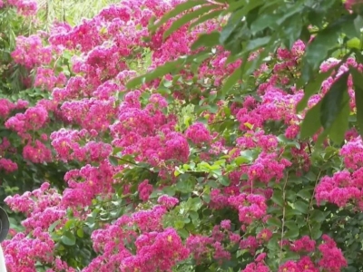 紫薇花进入盛放期！平远这个“网红地”，你打卡了吗?