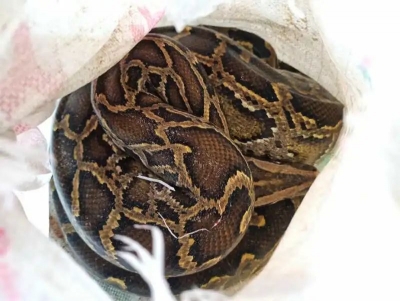 一日遇五蛇！蛇出没高峰来了，需警惕！