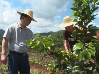 平远县农业灾后复产工作稳步推进
