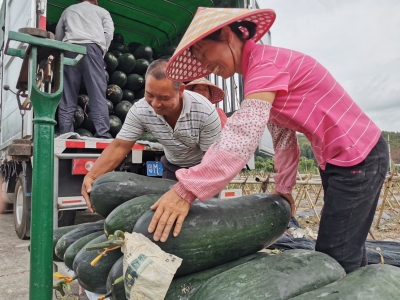 你看这黑皮冬瓜又长又大！快到平远河头镇一起“瓜分”快乐！