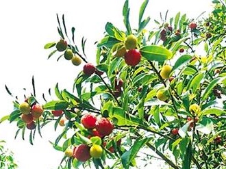 免费杨梅吃到饱！你要的梅州日报读者团采摘游大巴团安排了！