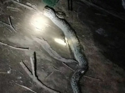 夏季蟒蛇频频“做客”？不要怕！五华“蓝朋友”一直在线