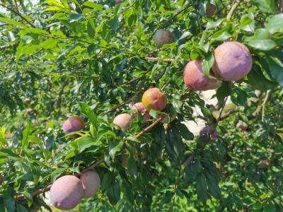 签单售出超3万斤三华李！平远政府多渠道助农拓销增收