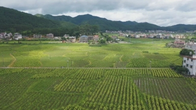 开磅啦！“金叶子”助增收，蕉岭烟农笑开颜