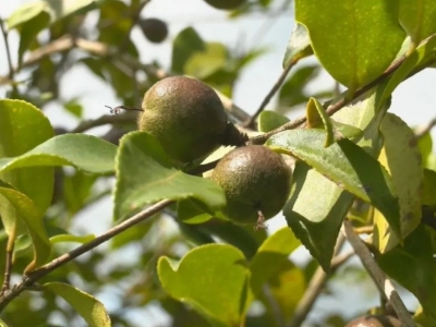 以点带面！平远推进油茶产业融合发展