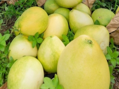 大埔县召开大埔蜜柚产业发展座谈会