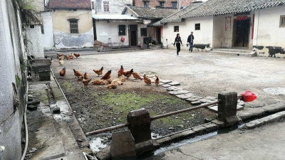 老屋变养鸡场？梅城这里臭气熏天...不管不行，执法部门行动ing！