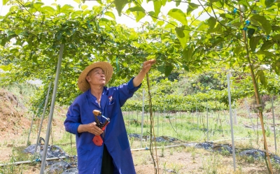 产业“从无到有”再到“花开满山”！梅州日报社蹲点报道组走进蕉岭峰口村