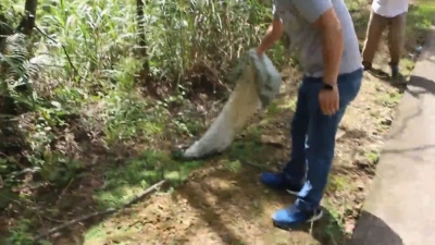 蟒蛇溜进农家吃鸡？蕉岭森林公安提醒你...