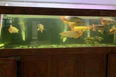 “鱼跃国际门”！梅州这家企业观赏鱼“出口通行证”get~