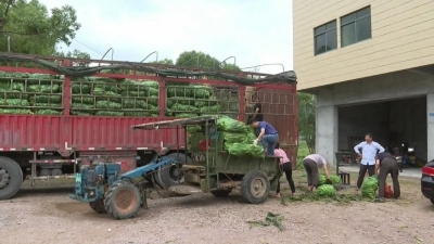 平远县八尺镇1200亩甜玉米喜获丰收 助农增收250万