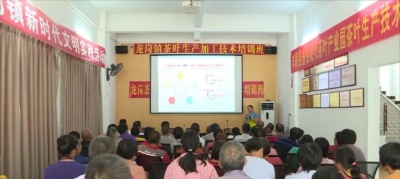 “传经送宝”！省农科院专家到丰顺龙岗马图村传授茶叶生产加工技术