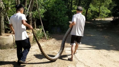 夏季高温频现“蛇出没”，小心！