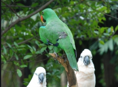 这红线不能碰！蕉岭一男子因为“鸟事”被罚