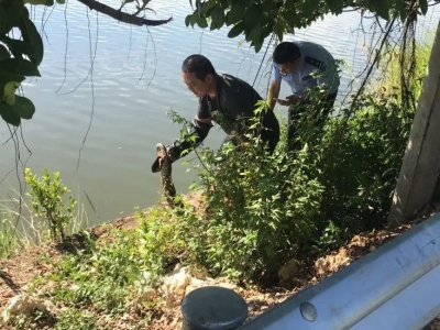 蟒蛇惊现河中“花样戏水”？梅江警方将其捕获并放生野外