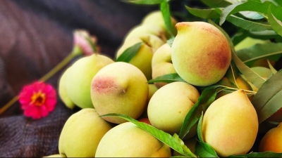 “桃”不过的诱惑！蕉岭广福镇的鹰嘴桃开摘啦！