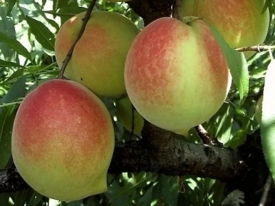 夏日无限好，摘桃要趁早！ 又到一年桃熟时，来去五华摘鹰嘴桃吧~