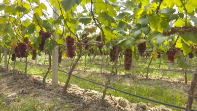 葡萄、无花果，诱不可挡！又到周末，快到寿乡来体验吧~