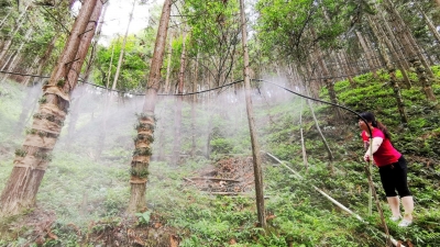 梅州梅南林场党支部：守护绿水青山 彰显使命担当