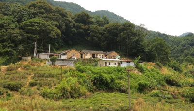 丰顺县九龙村：脚踏红土地，耕耘致富茶！