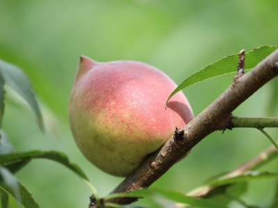 预计可持续采摘至月底~八尺镇黄沙村鹰嘴桃开摘啦