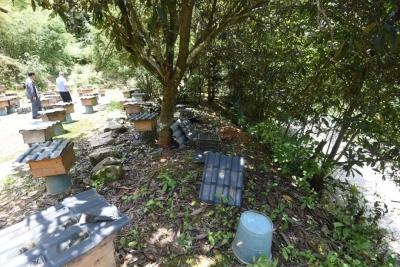 想吃蜂蜜又不舍得买！于是，蕉岭男子深夜上演“熊出没”...