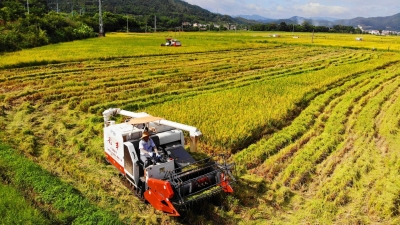 稻浪滚滚！看这里，好一派丰收景象...